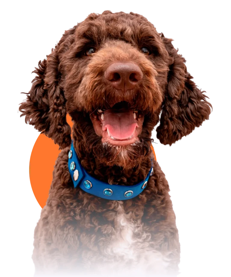 38312034_8630607 (4)