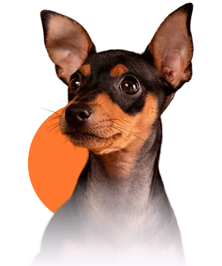 38312034_8630607 (6)