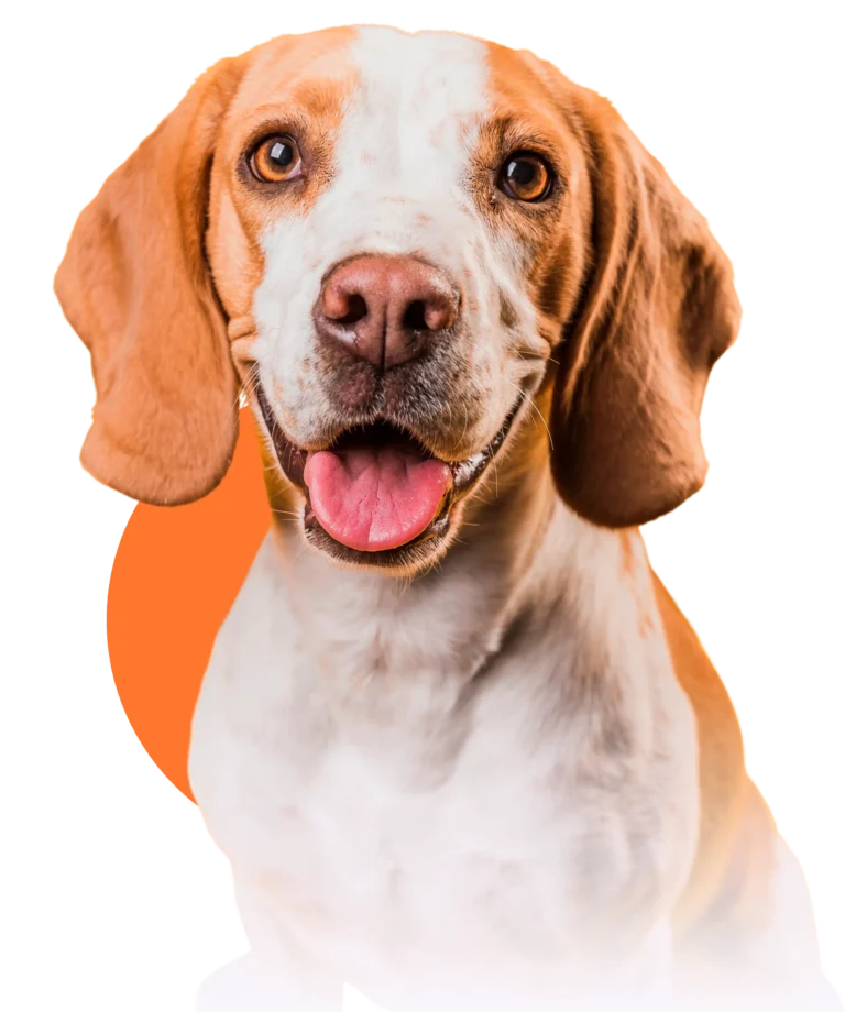 38312034_8630607 (9)